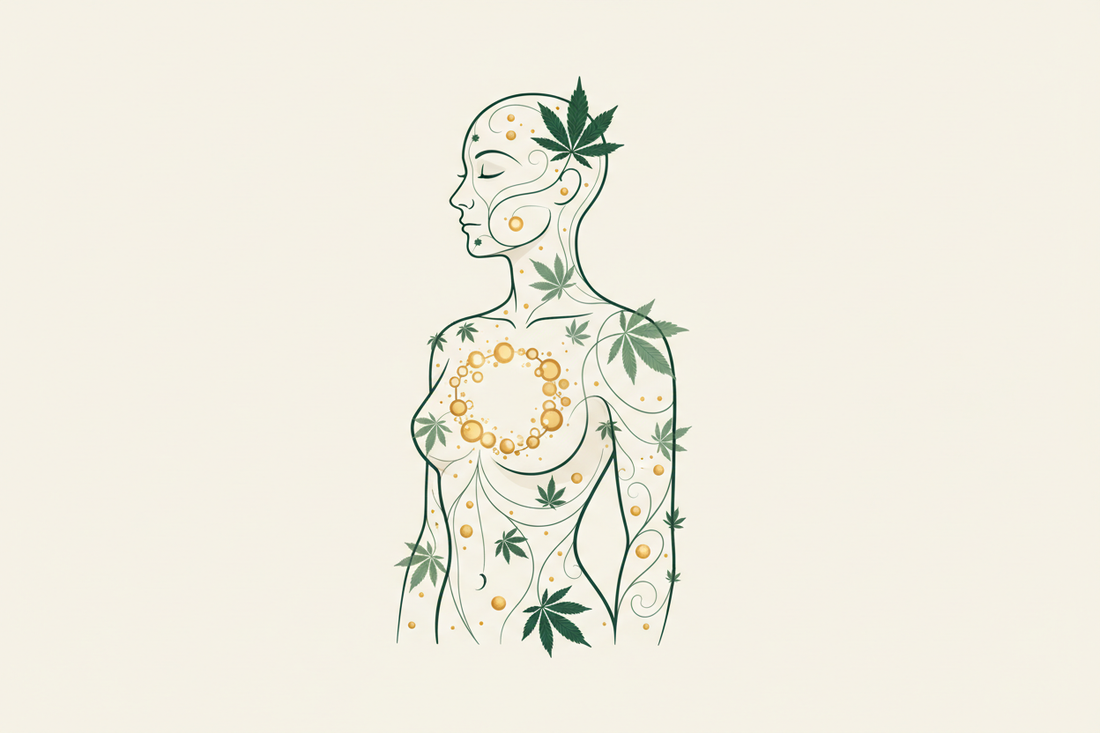 Abstract botanical illustration of a human silhouette representing balance, healthspan, and the endocannabinoid system.