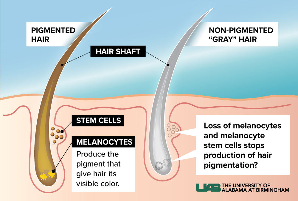 Can CBD Help Prevent Premature Gray Hair? The Science of Scalp Health and Pigment Preservation